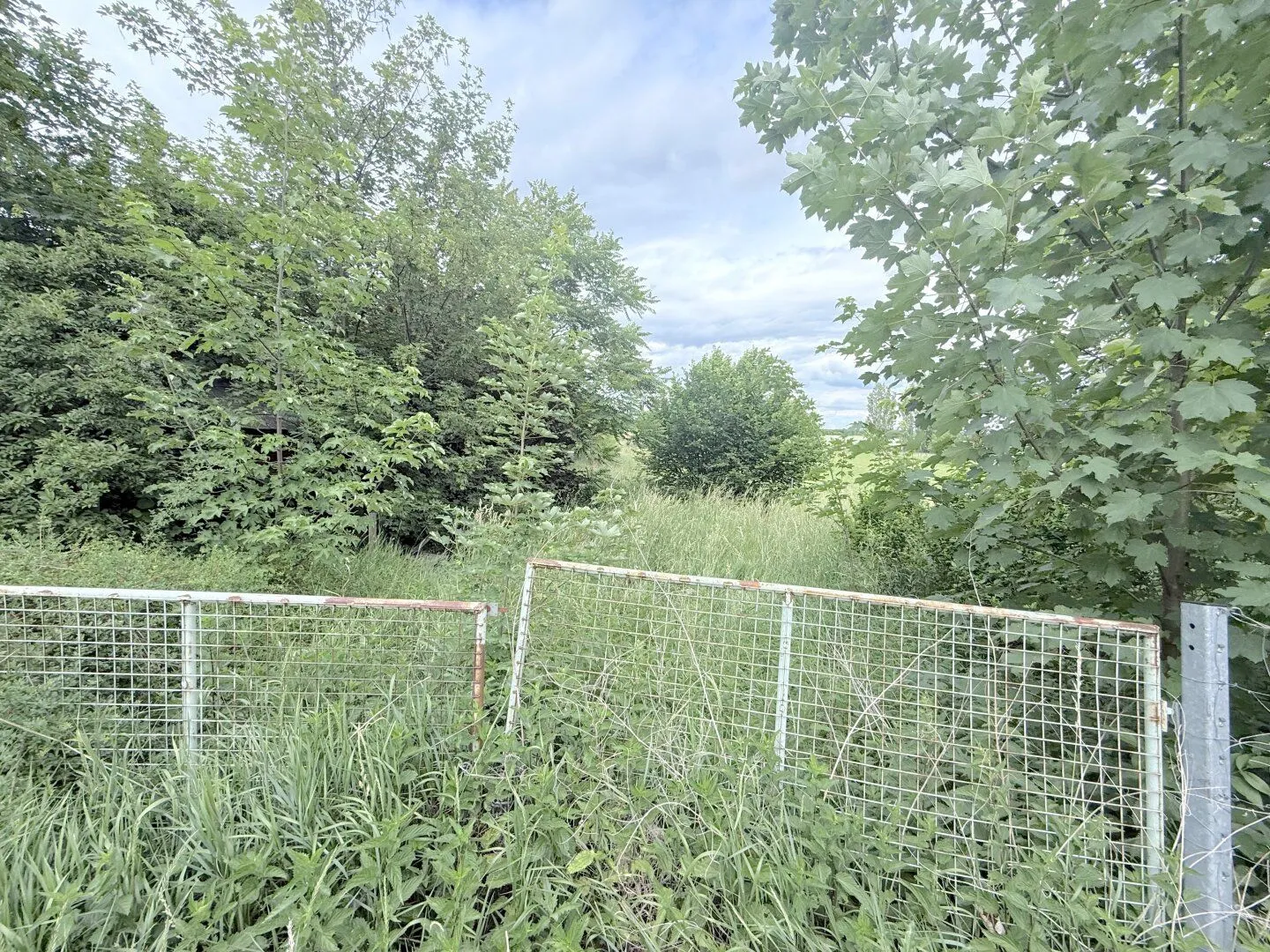 Spacious agricultural and forestry land in 2272 Ringelsdorf, photo 3