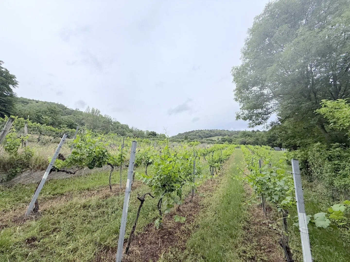 1/4 share vineyard in Langenzersdorf, 2003 m² at a top price, photo 2