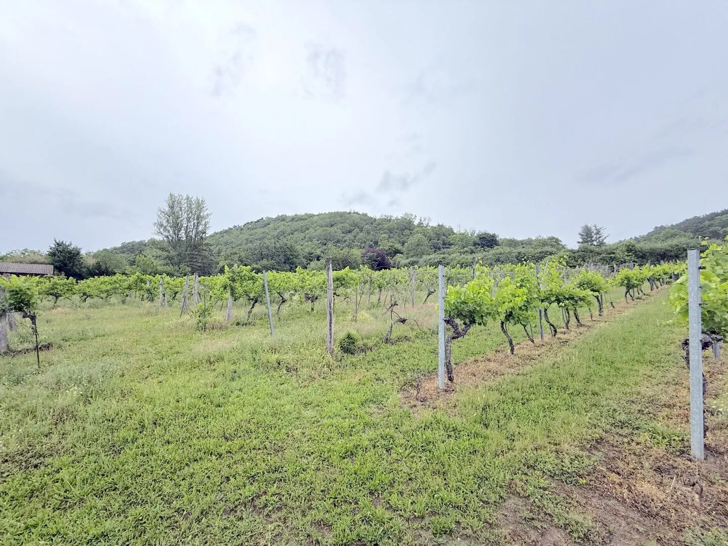 1/4 share vineyard in Langenzersdorf, 2003 m² at a top price, photo 1