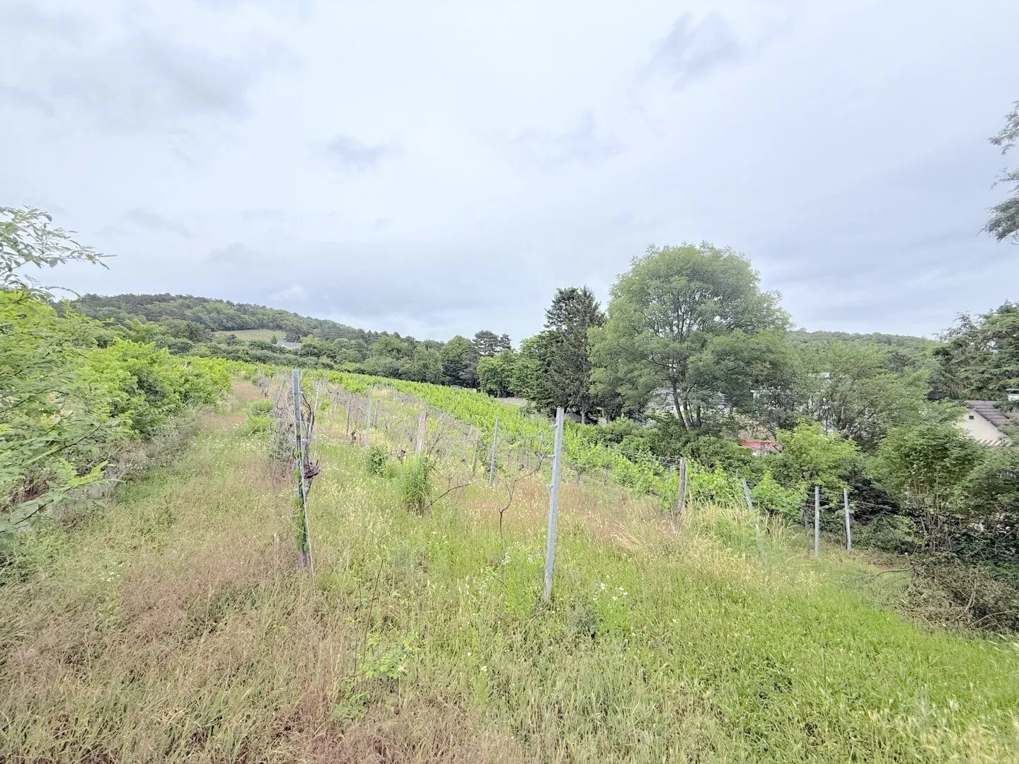 1/4 share vineyard in Langenzersdorf, 2003 m² at a top price, photo 4