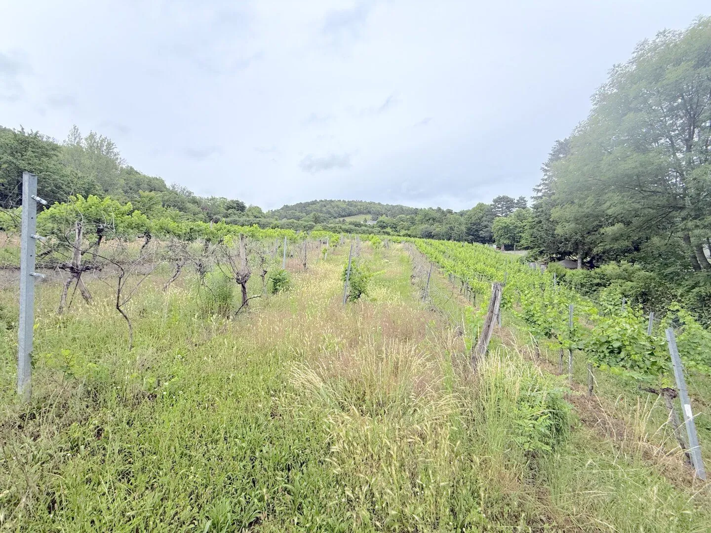 1/4 share vineyard in Langenzersdorf, 2003 m² at a top price, photo 3