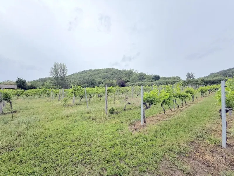1/4 Anteil Weingarten in Langenzersdorf – 2003m² zum Top-Preis